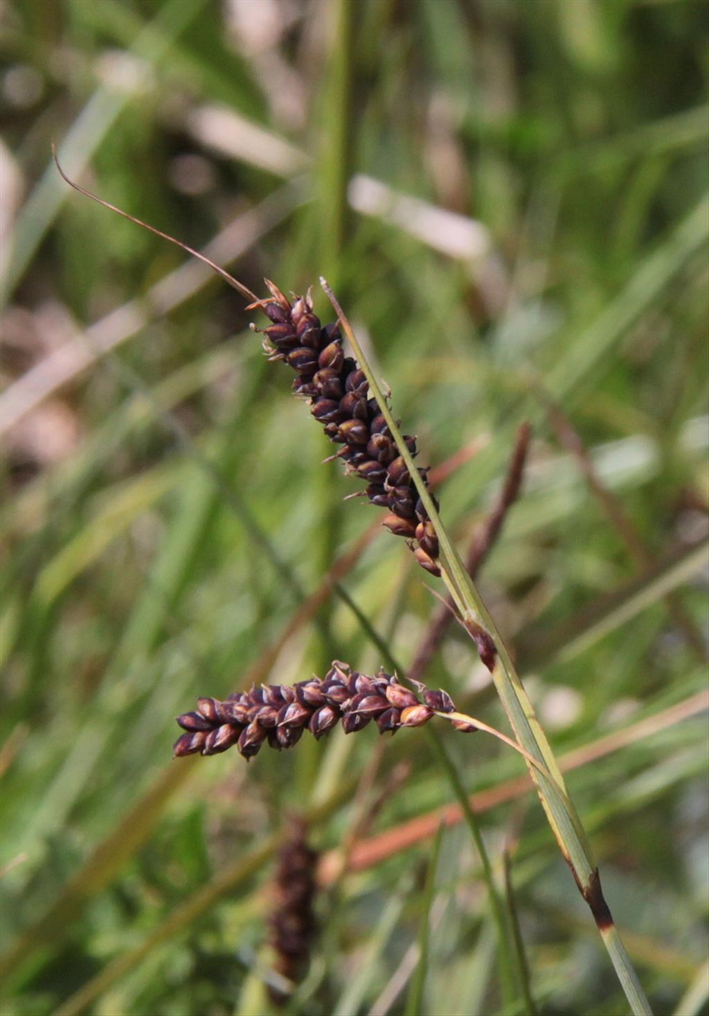 Carex flacca (door Peter Meininger)