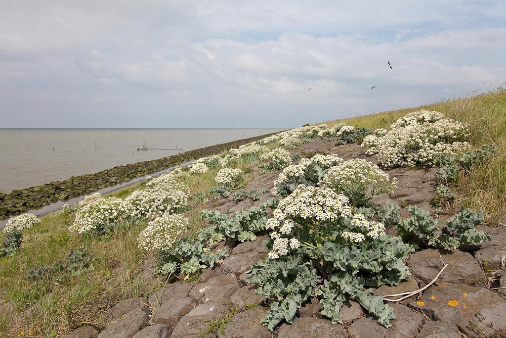 Crambe maritima (door Joost Bouwmeester)