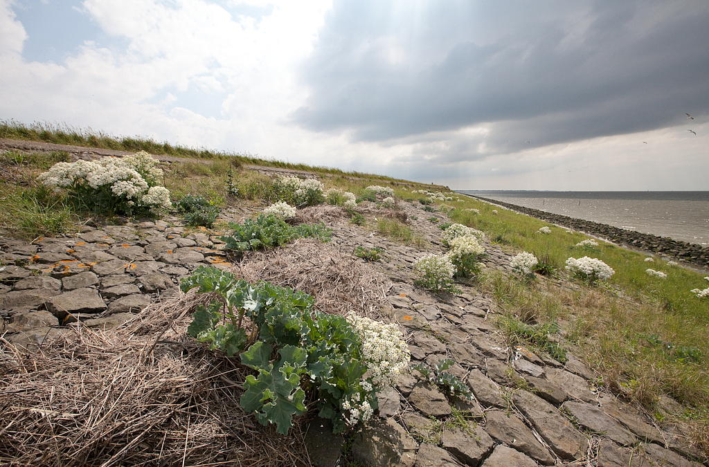 Crambe maritima (door Joost Bouwmeester)