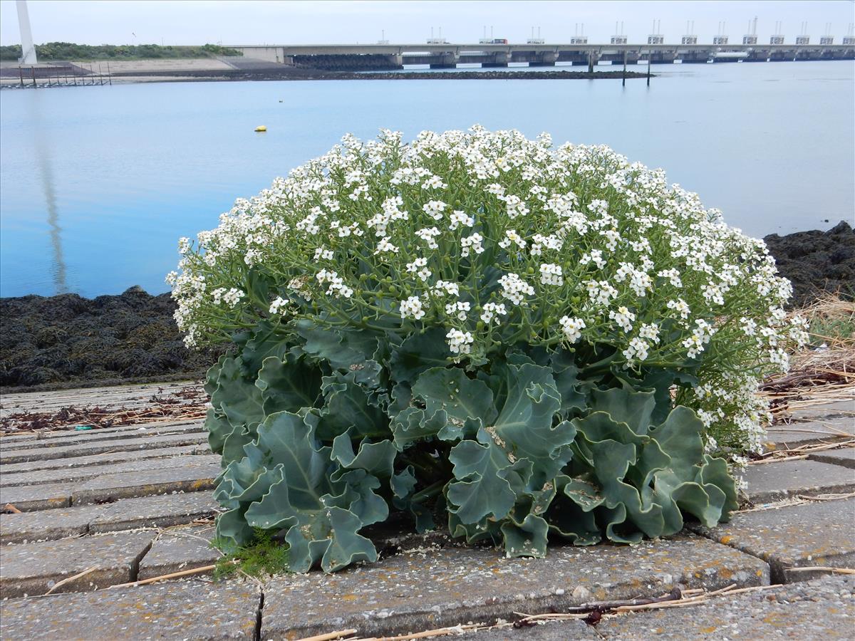 Crambe maritima (door Peter Meininger)