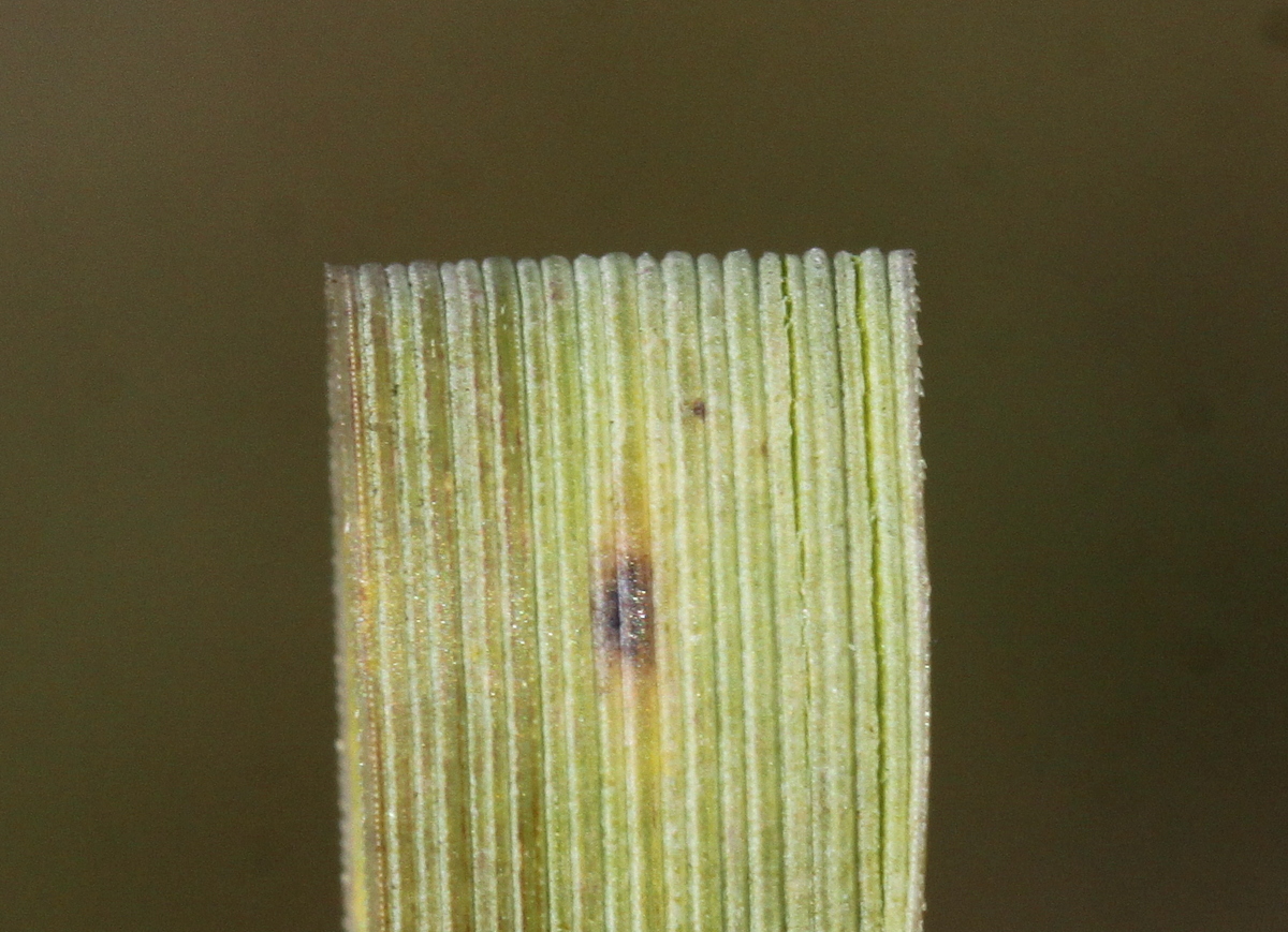 Elymus athericus (door Peter Meininger)