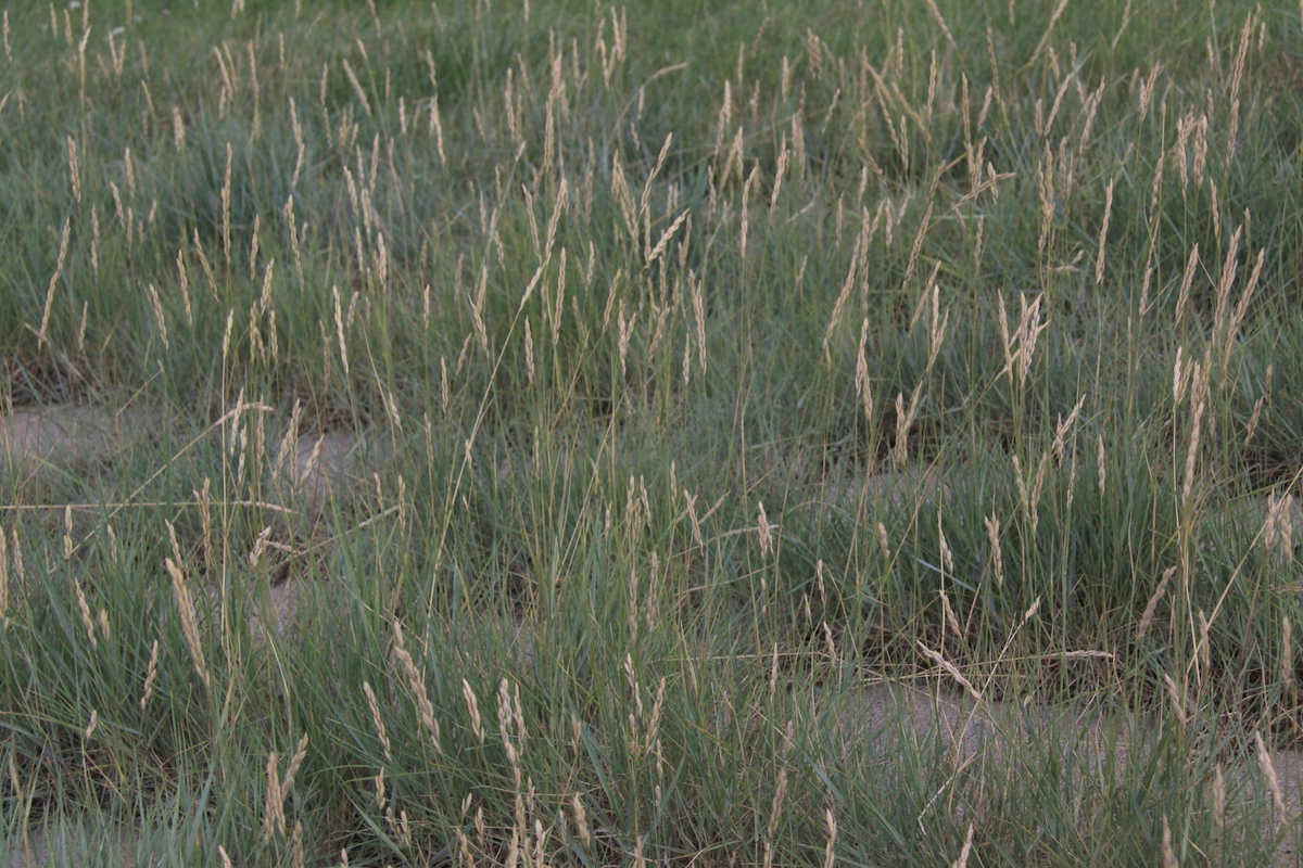 Elymus athericus (door Peter Meininger)