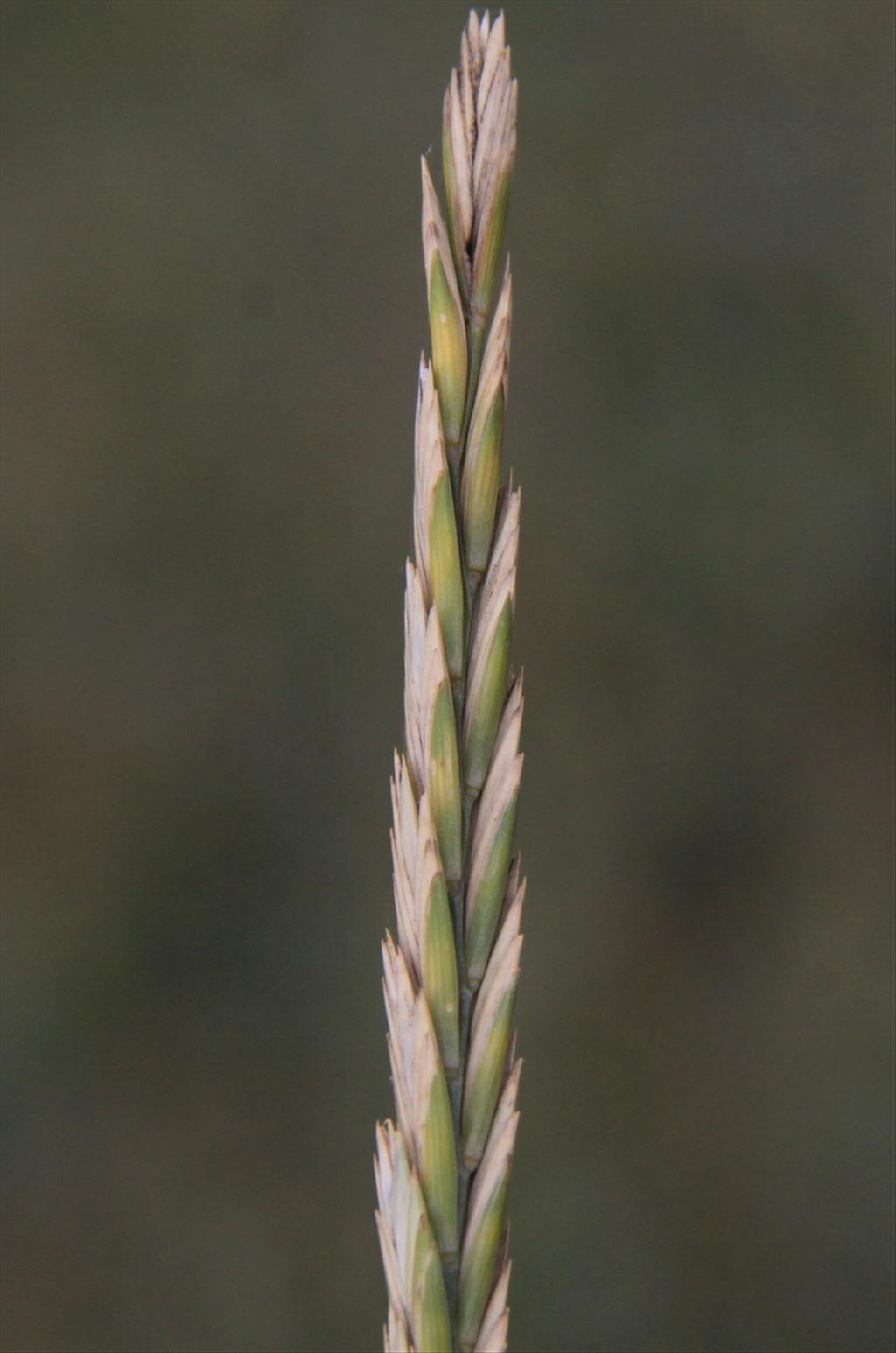 Elymus athericus (door Peter Meininger)