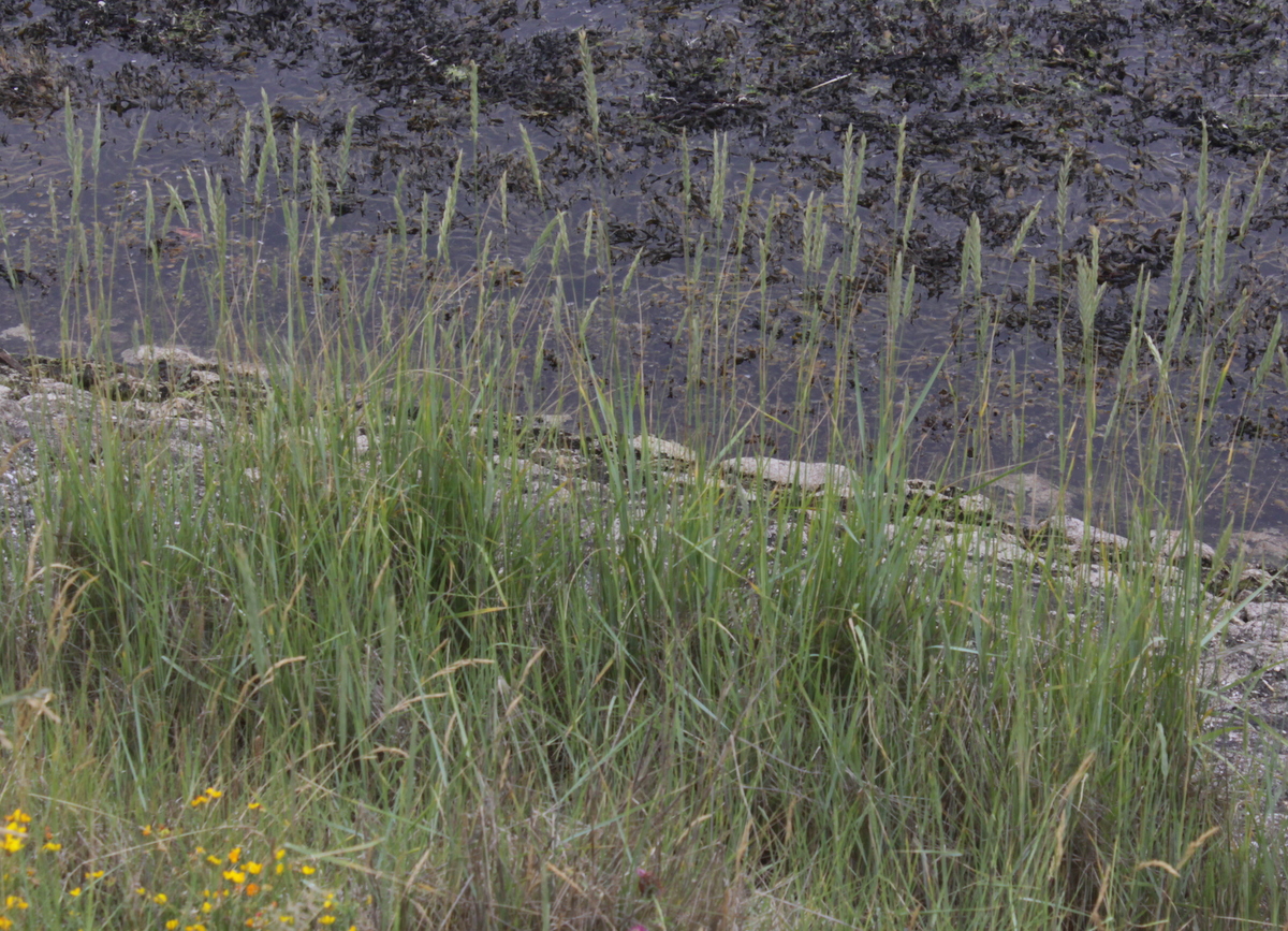 Elymus athericus (door Peter Meininger)