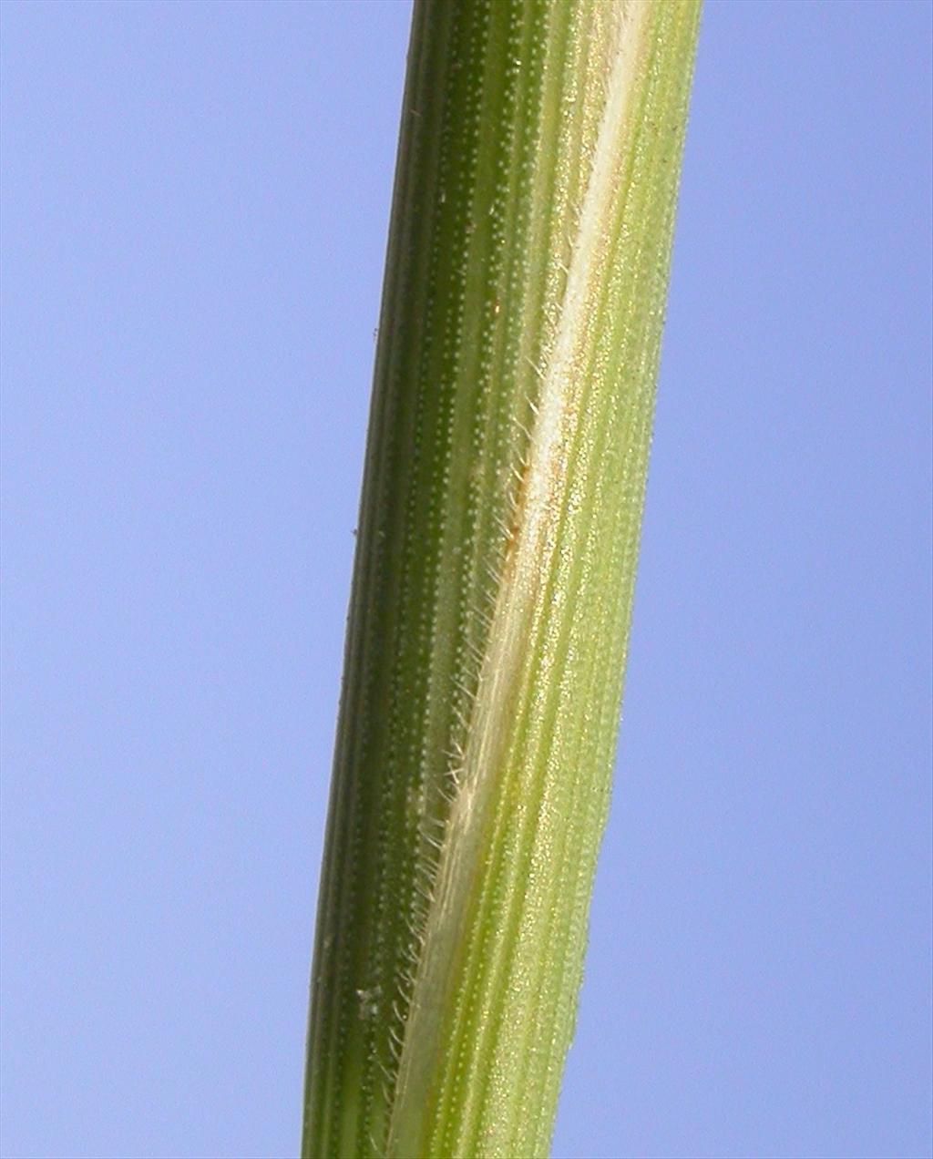 Elymus athericus (door Peter Meininger)