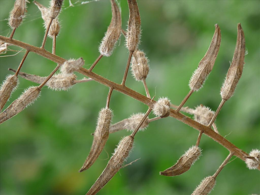 Sinapis alba (door Willemien Troelstra)