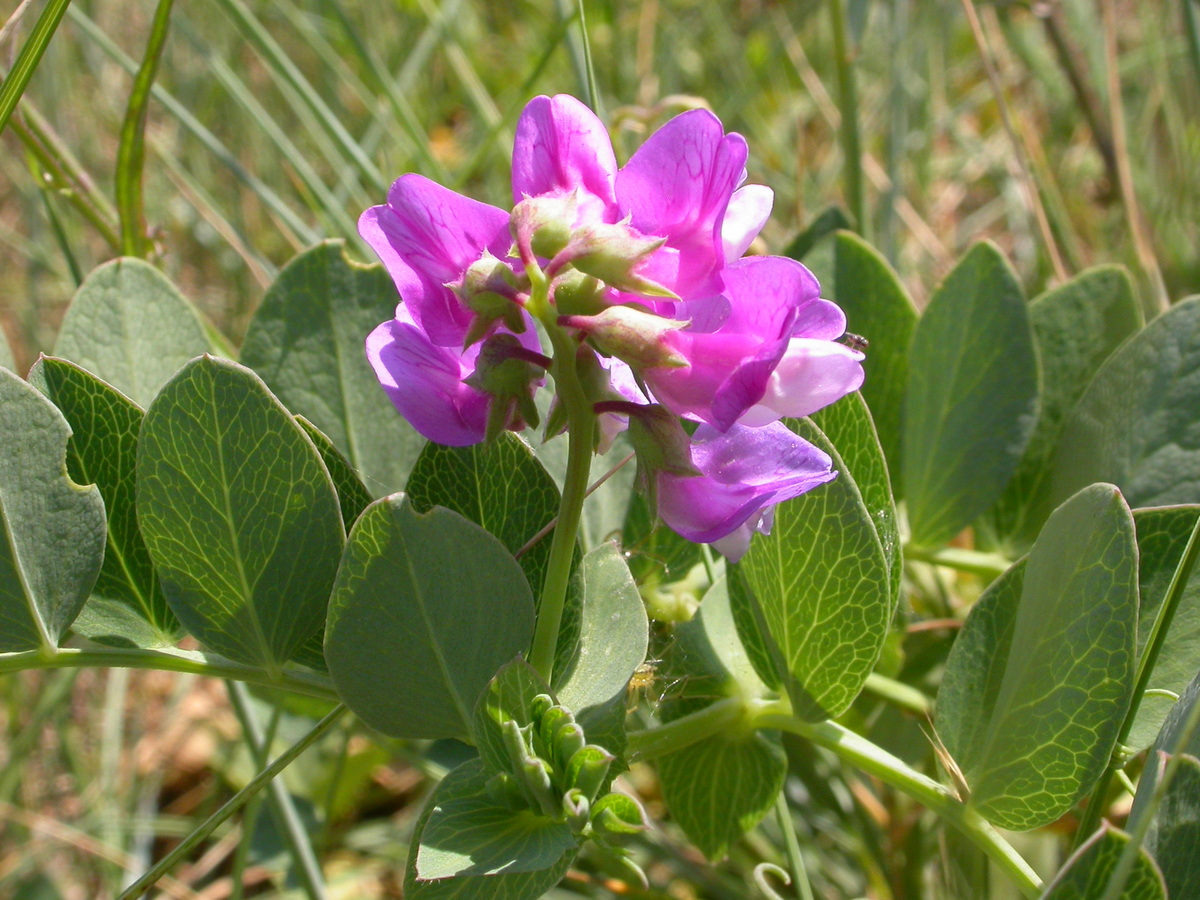 Lathyrus japonicus (door Peter Meininger)