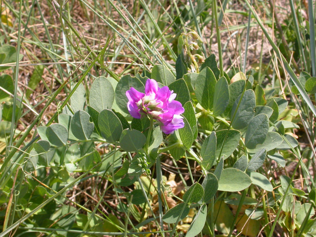 Lathyrus japonicus (door Peter Meininger)