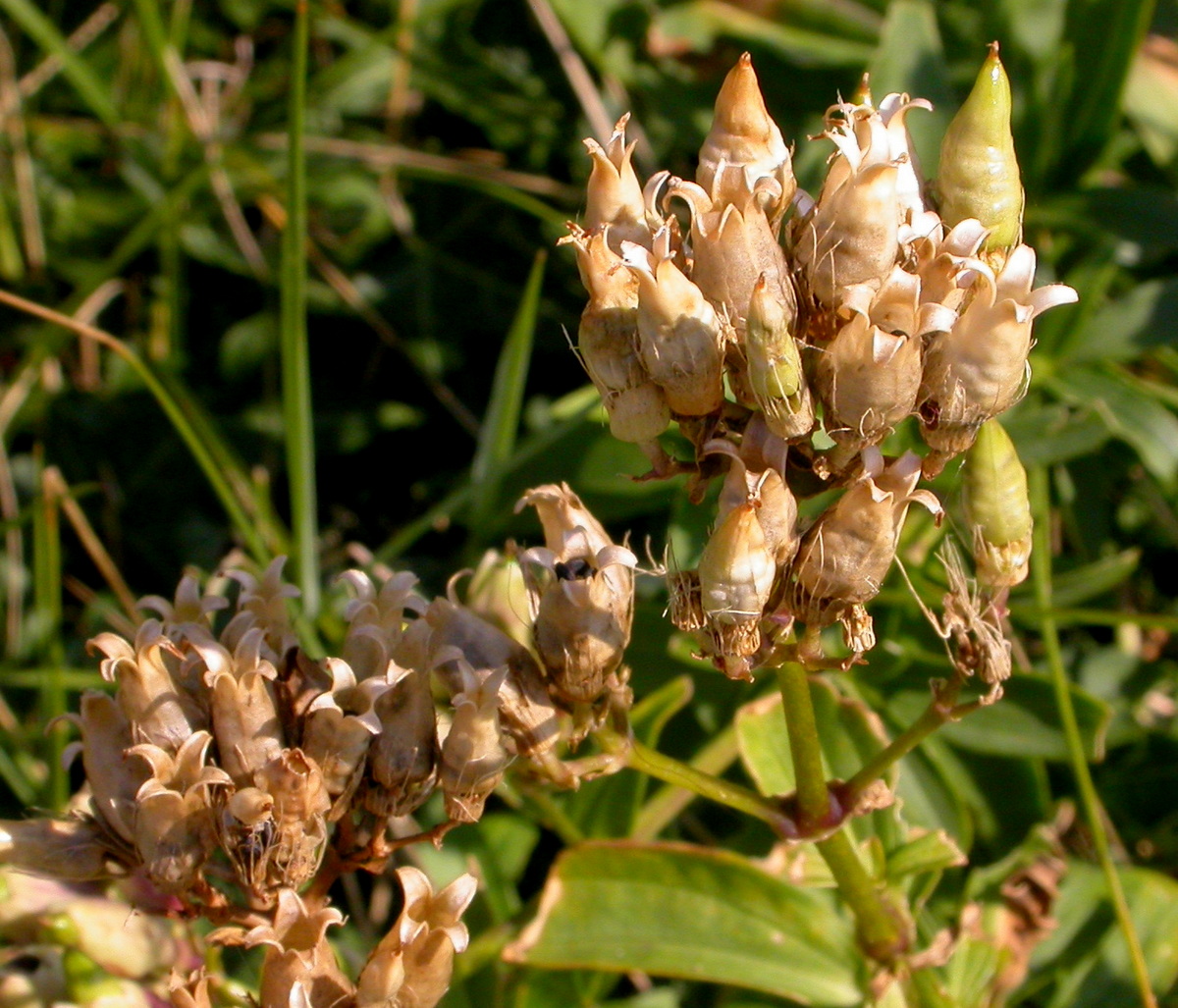 Saponaria officinalis (door Peter Meininger)