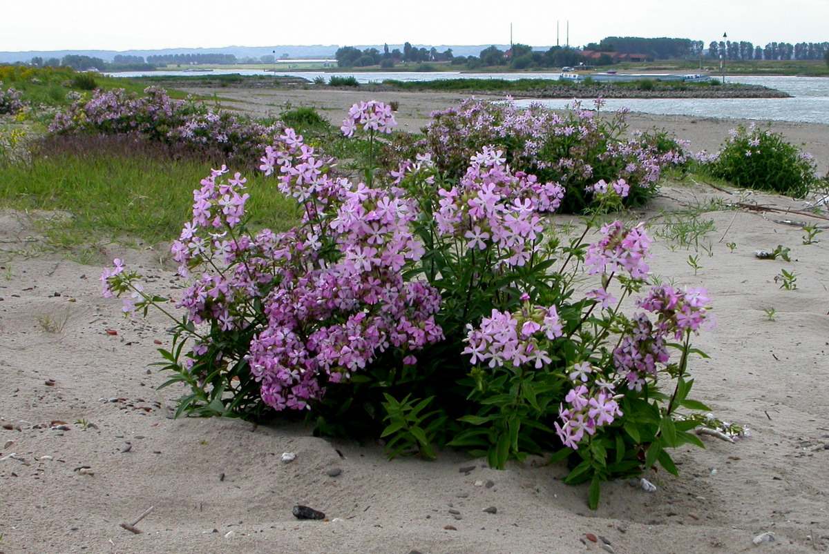 Saponaria officinalis (door Peter Meininger)