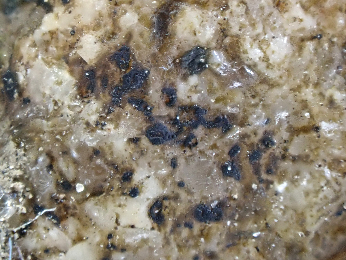 Collemopsidium halodytes (door Matthijs Molenaar)