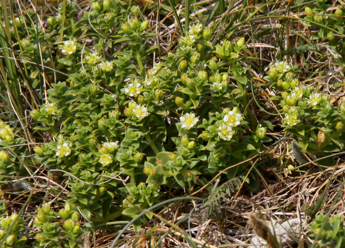 Honckenya peploides (door Peter Meininger)