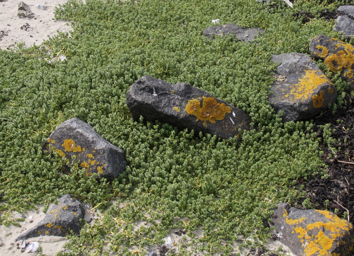 Honckenya peploides (door Peter Meininger)