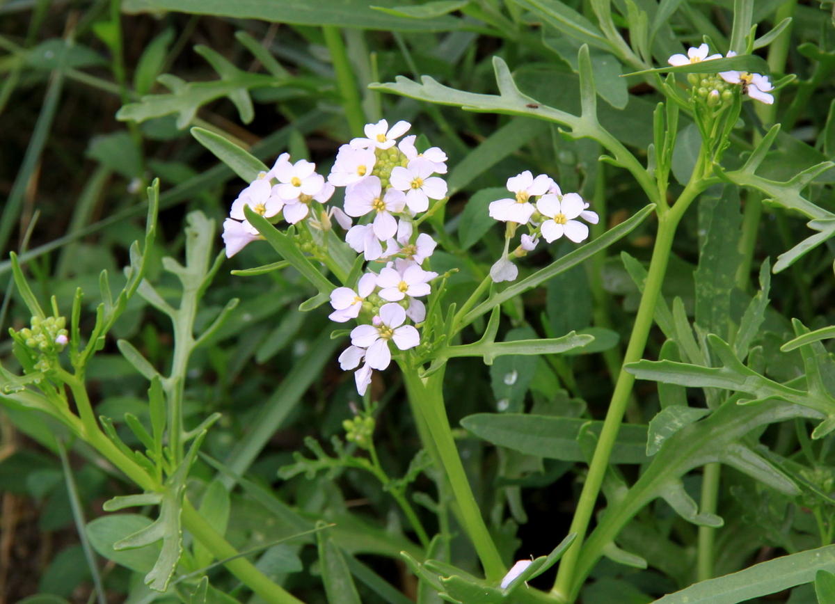 Cakile maritima (door Peter Meininger)