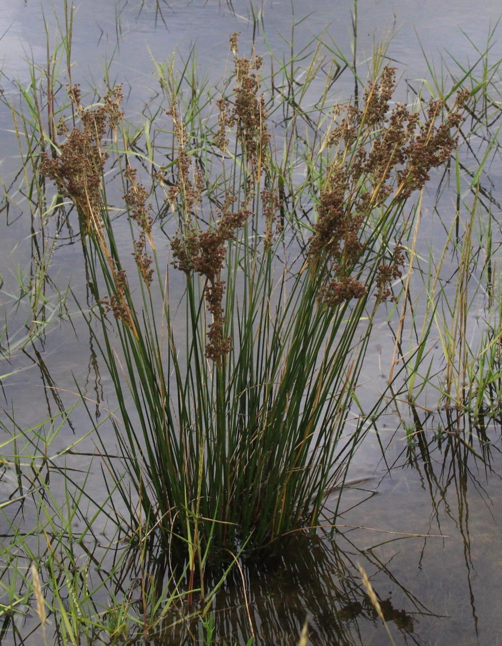 Juncus maritimus (door Peter Meininger)