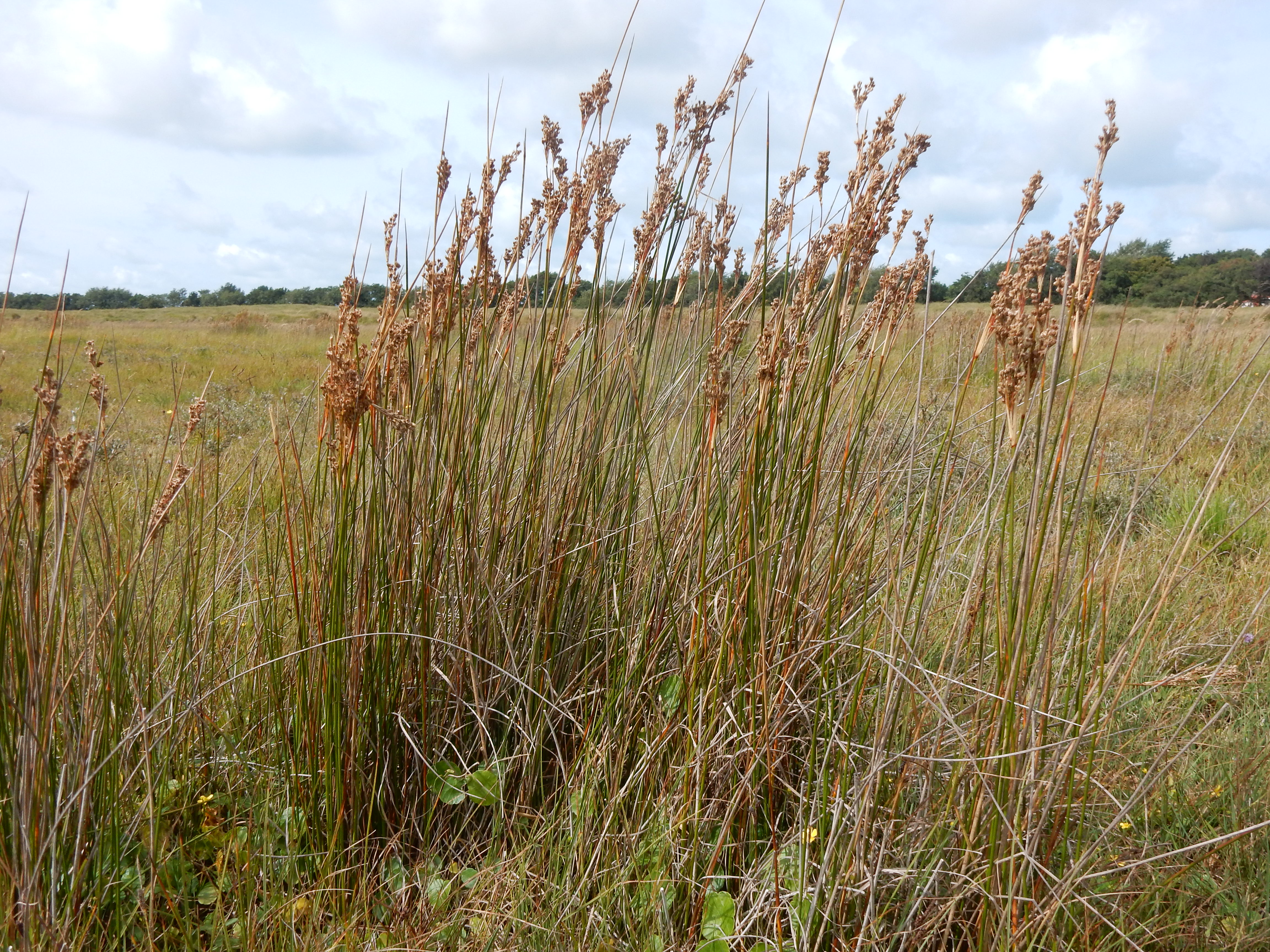 Juncus maritimus (door Peter Meininger)