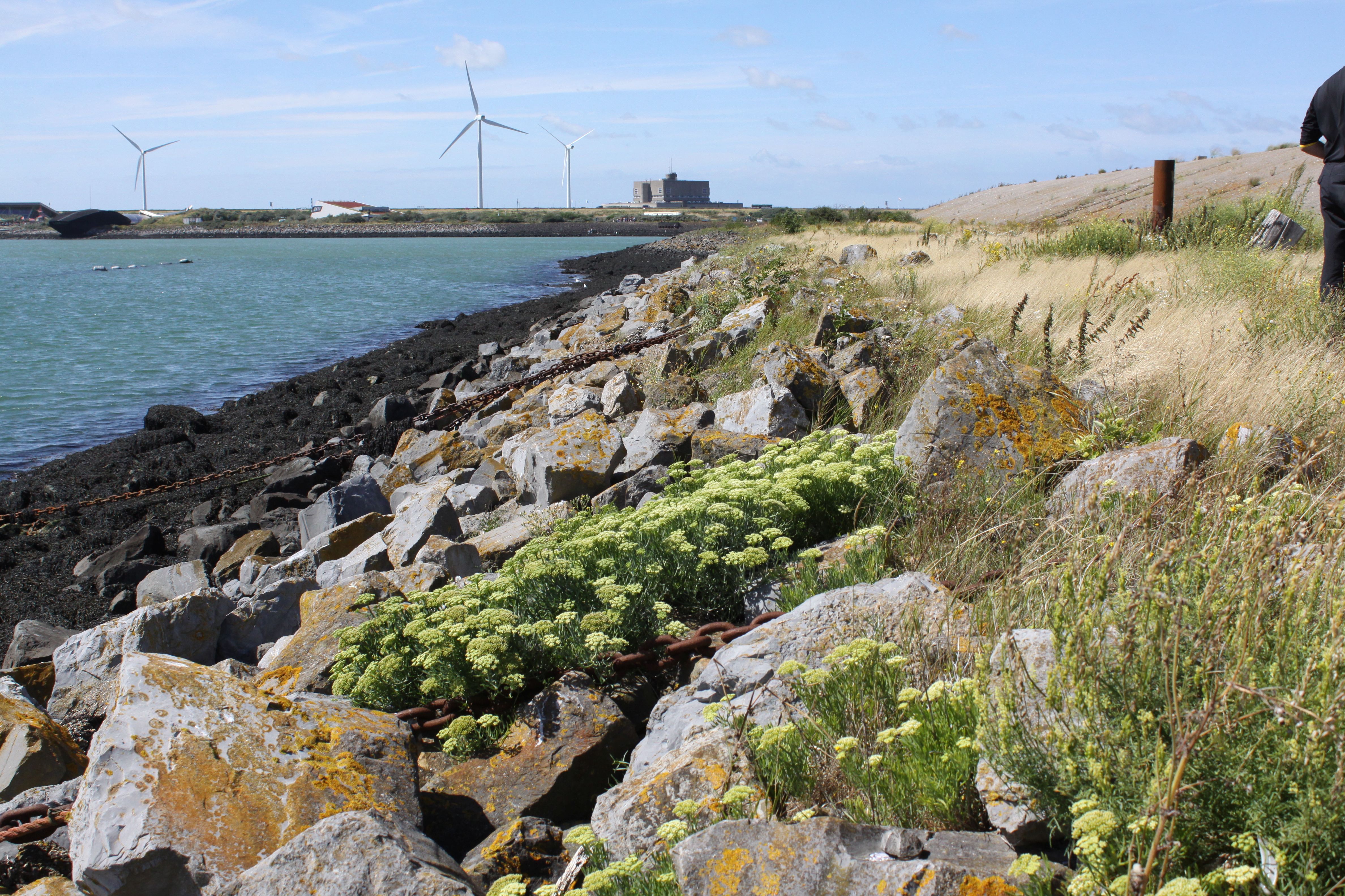 Crithmum maritimum (door Peter Meininger)