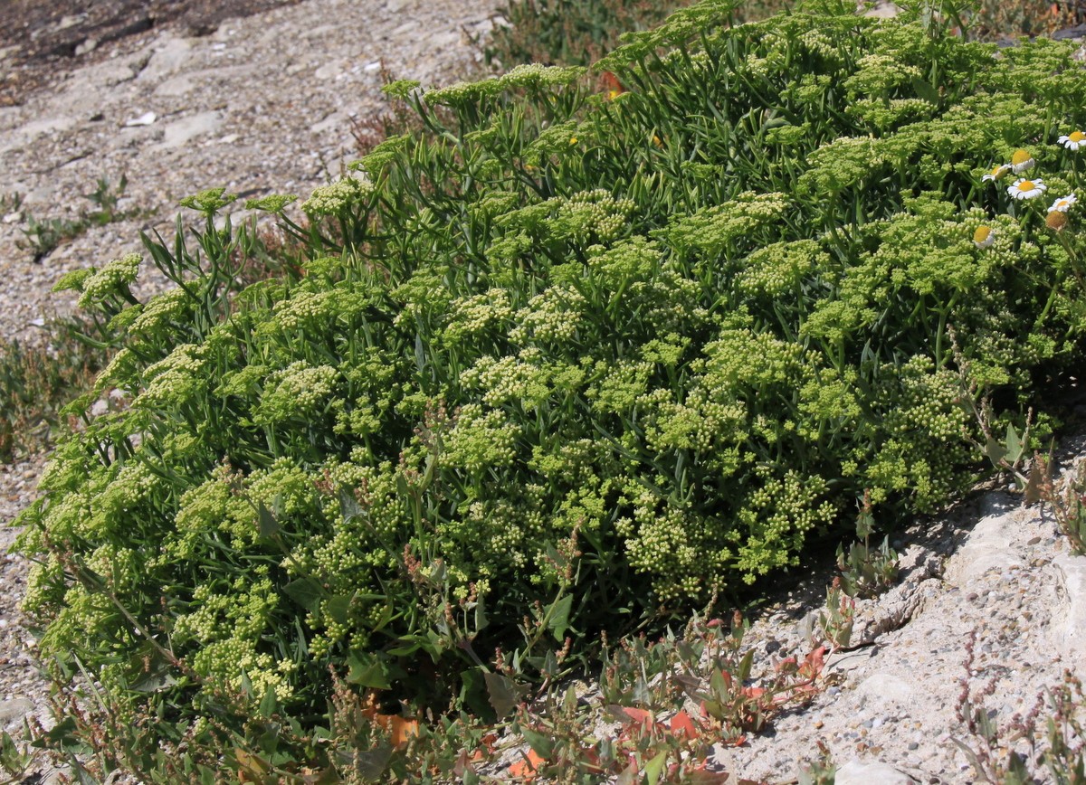 Crithmum maritimum (door Peter Meininger)