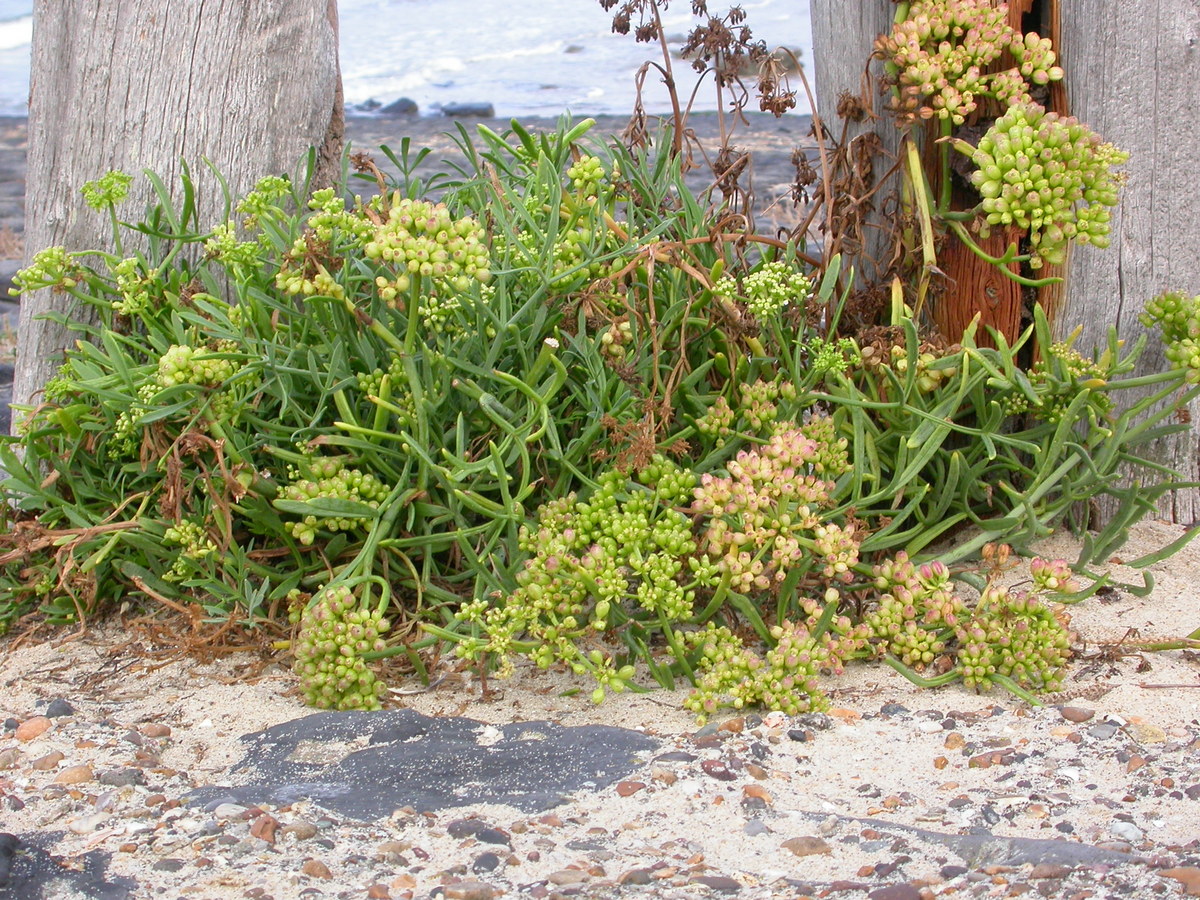 Crithmum maritimum (door Peter Meininger)