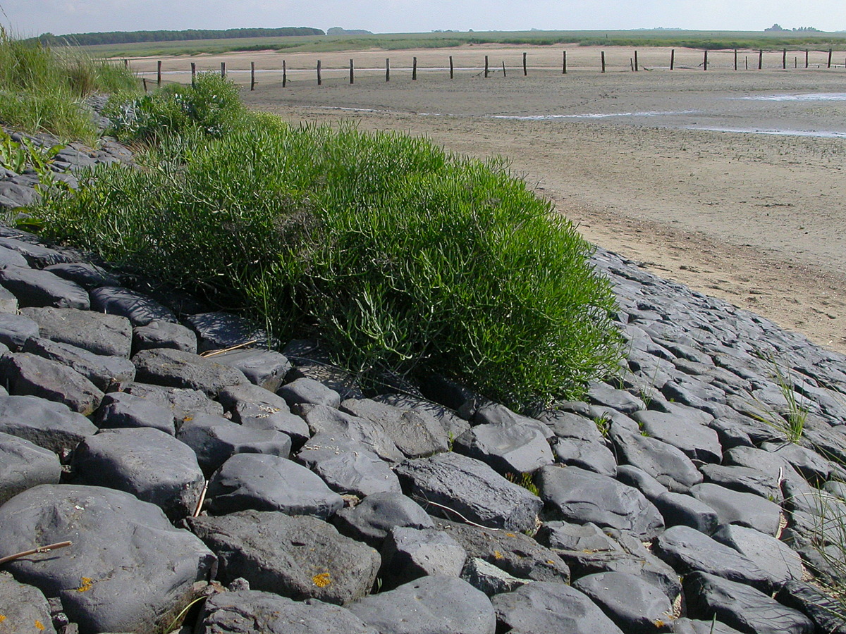 Crithmum maritimum (door Peter Meininger)