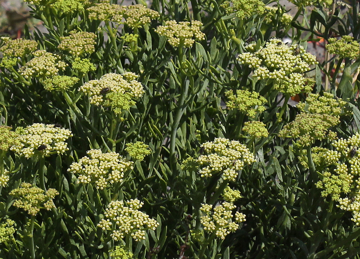 Crithmum maritimum (door Peter Meininger)