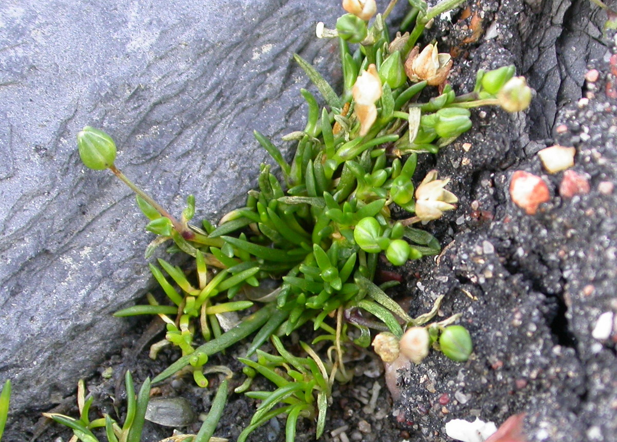 Sagina maritima (door Peter Meininger)