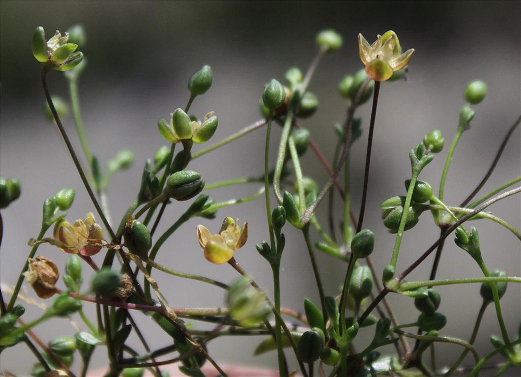 Sagina maritima (door Peter Meininger)