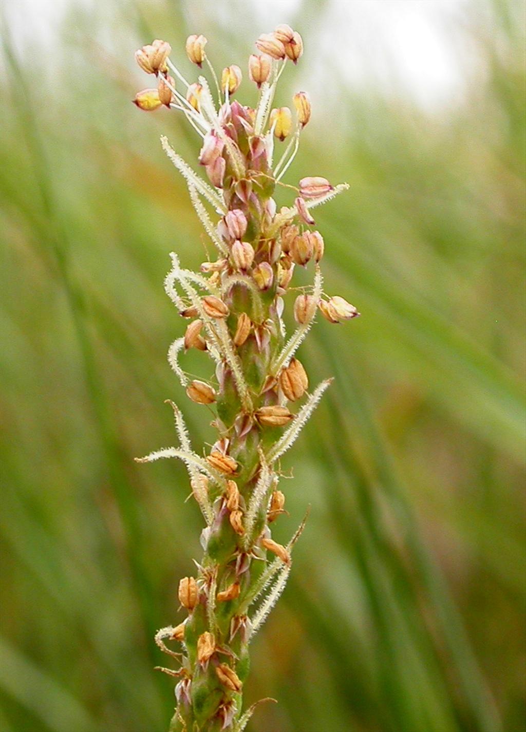 Plantago maritima (door Peter Meininger)