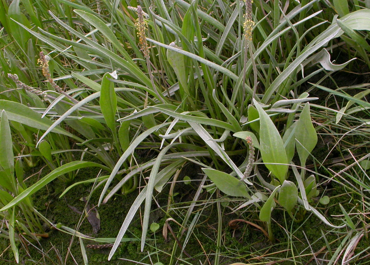 Plantago maritima (door Peter Meininger)