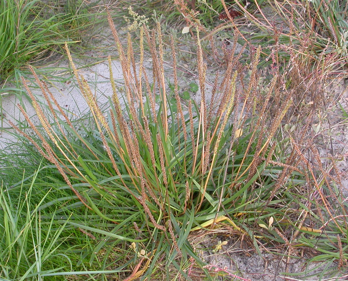 Plantago maritima (door Peter Meininger)