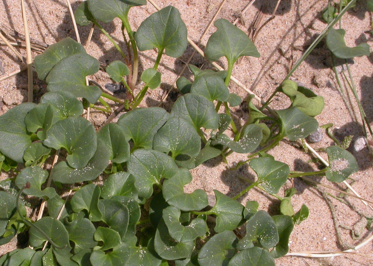 Convolvulus soldanella (door Peter Meininger)