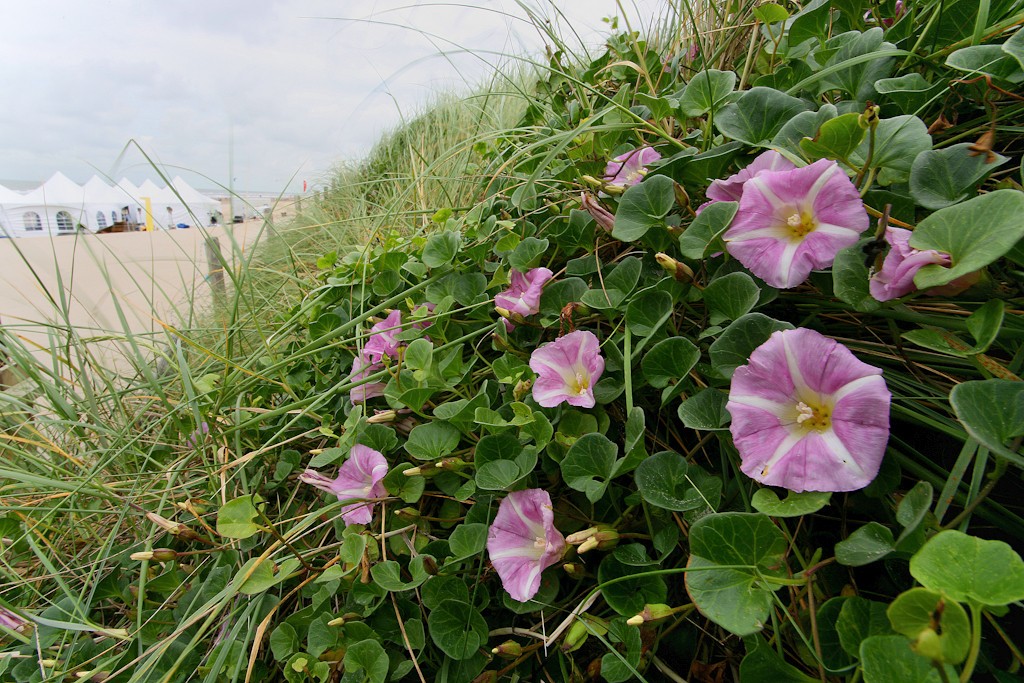 Convolvulus soldanella (door Joost Bouwmeester)