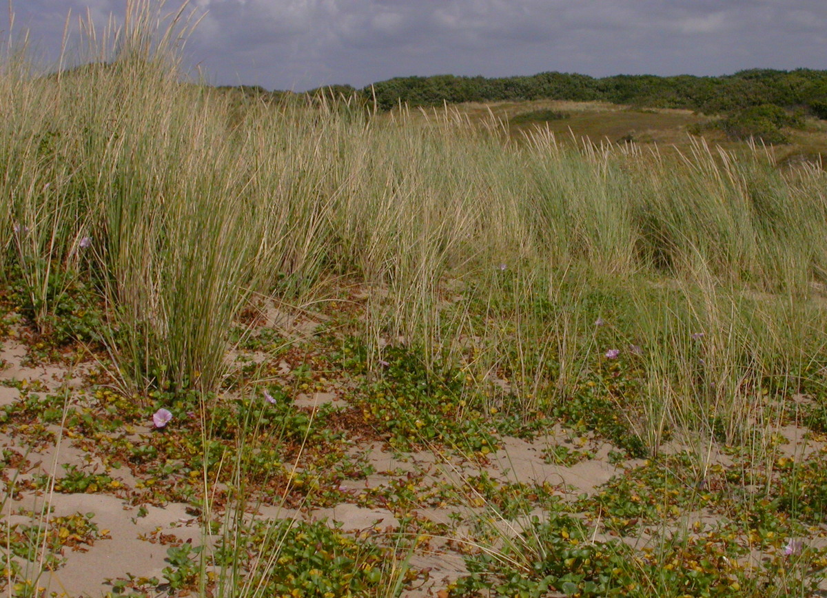 Convolvulus soldanella (door Peter Meininger)