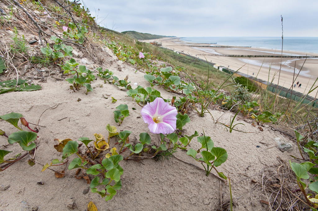 Convolvulus soldanella (door Joost Bouwmeester)