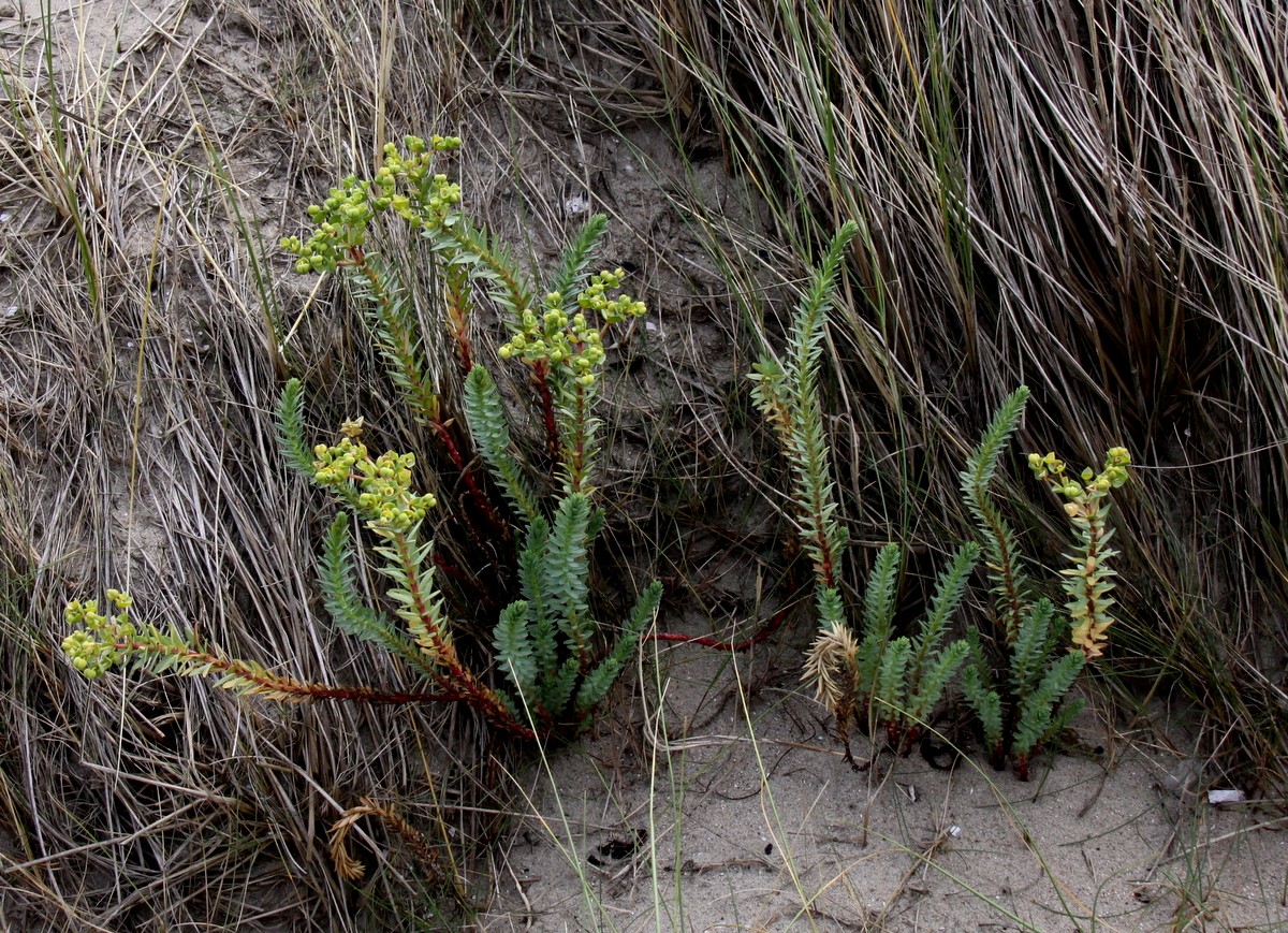 Euphorbia paralias (door Peter Meininger)