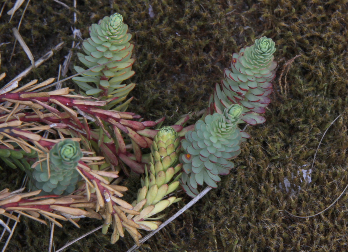 Euphorbia paralias (door Peter Meininger)