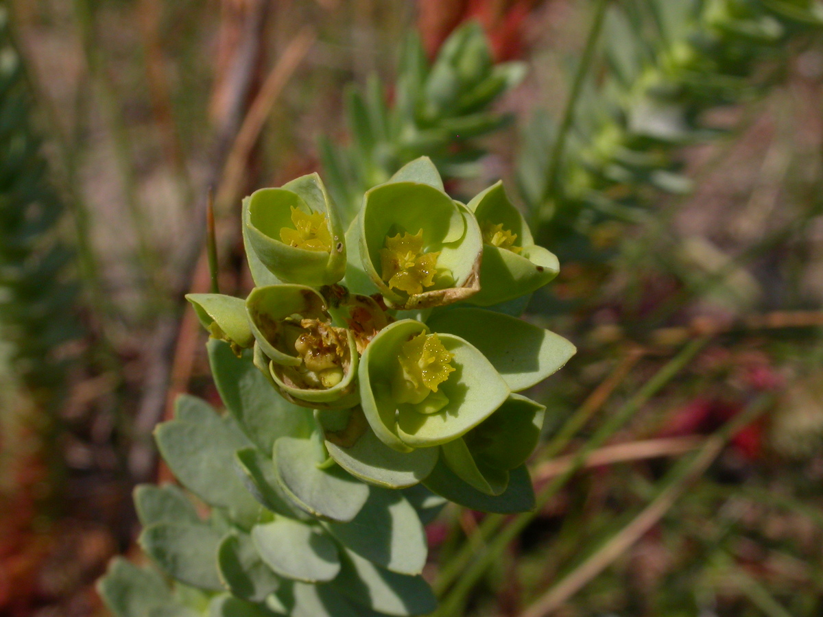 Euphorbia paralias (door Peter Meininger)