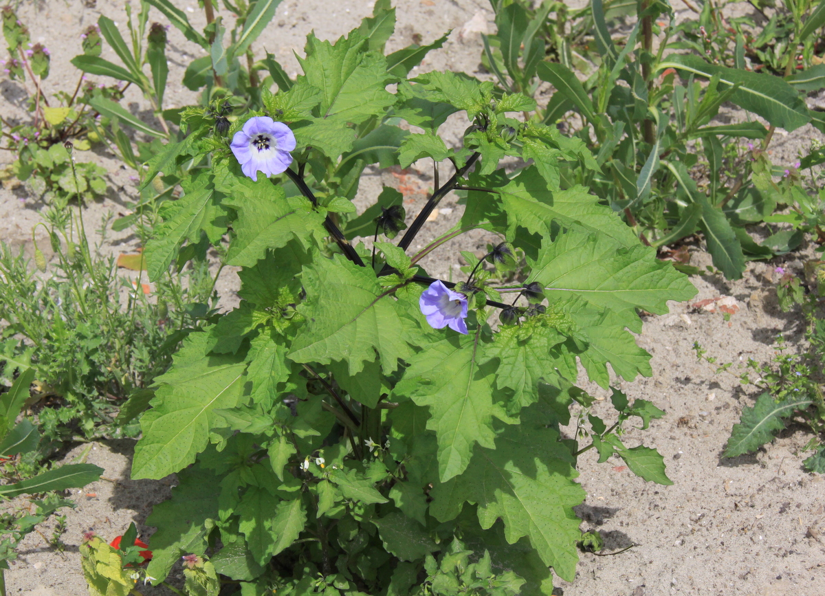 Nicandra physalodes (door Peter Meininger)