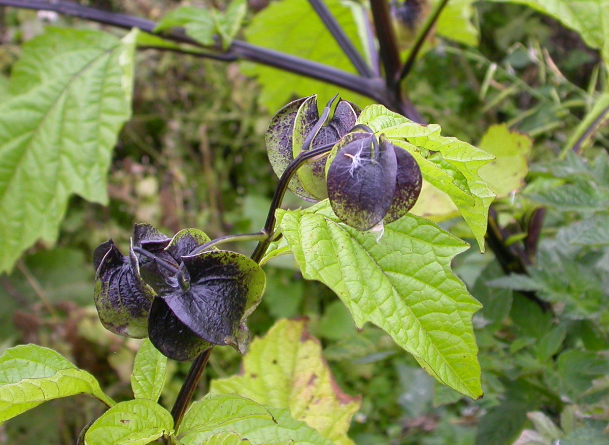 Nicandra physalodes (door Peter Meininger)