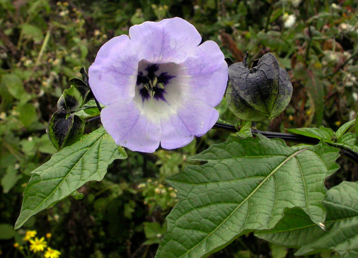 Nicandra physalodes (door Peter Meininger)