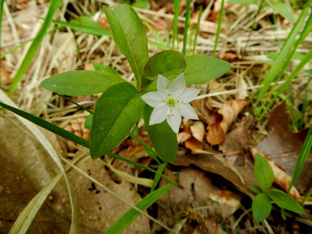 Trientalis europaea (door Toon Verrijdt)