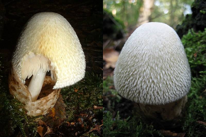 Volvariella bombycina (door Anton Morel & Ronald Rave)