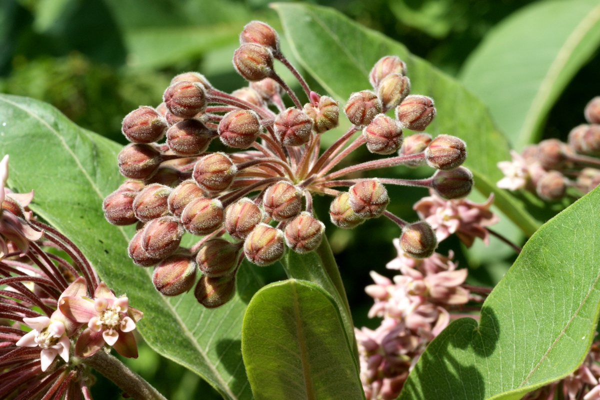 Asclepias syriaca (door Joke Schaminée-Sluis)