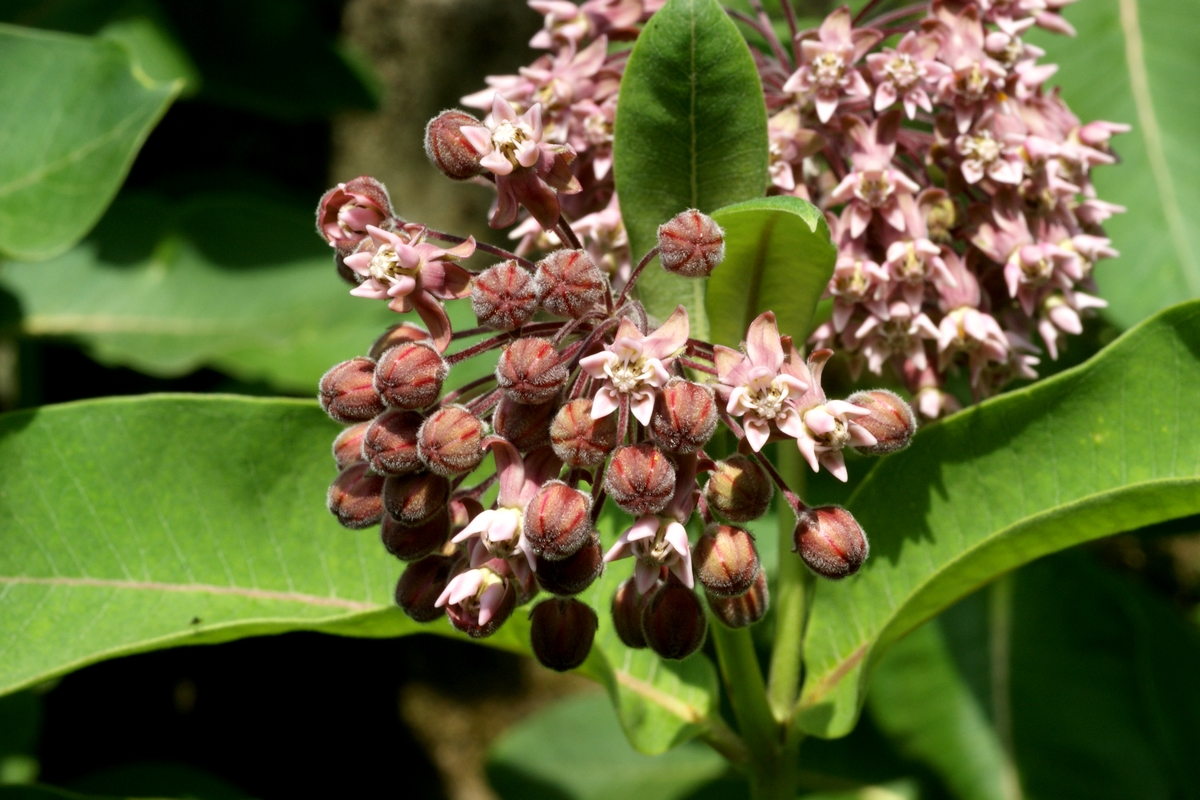 Asclepias syriaca (door Joke Schaminée-Sluis)