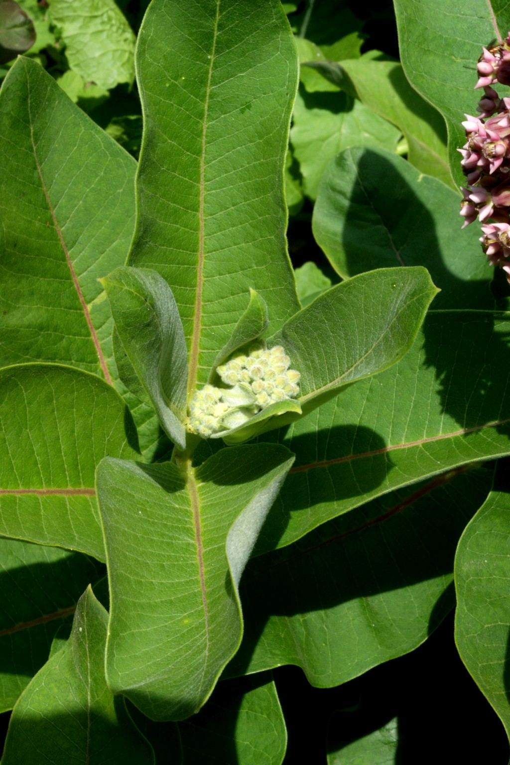 Asclepias syriaca (door Joke Schaminée-Sluis)