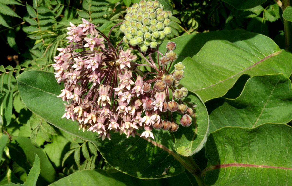 Asclepias syriaca (door Joke Schaminée-Sluis)