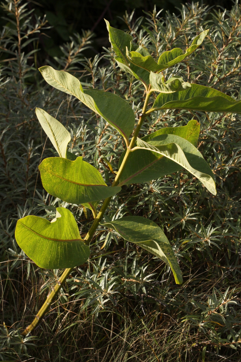 Asclepias syriaca (door Peter Meininger)