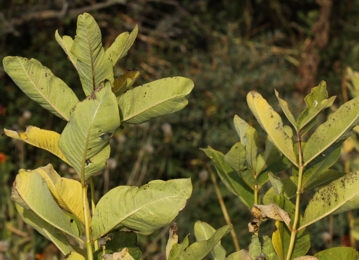 Asclepias syriaca (door Peter Meininger)