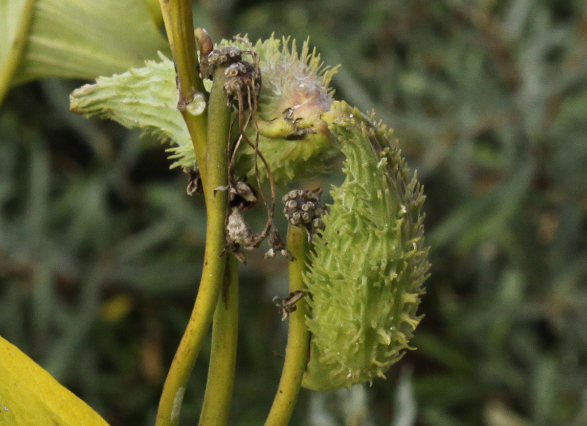 Asclepias syriaca (door Peter Meininger)