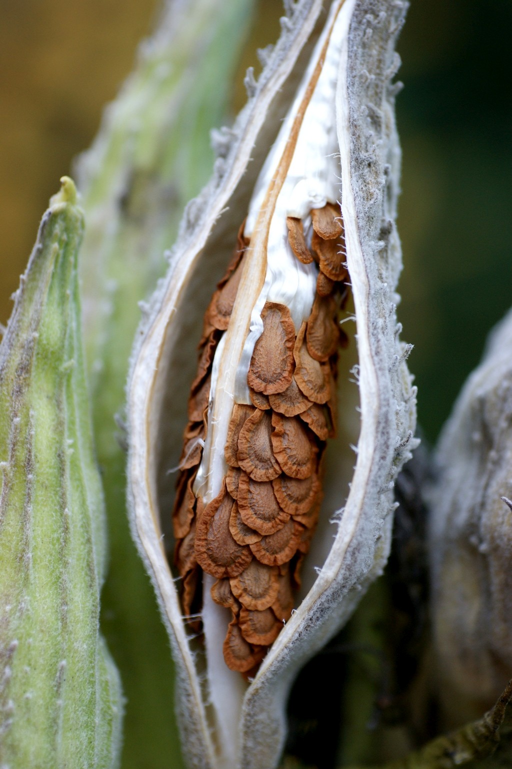 Asclepias syriaca (door Joke Schaminée-Sluis)